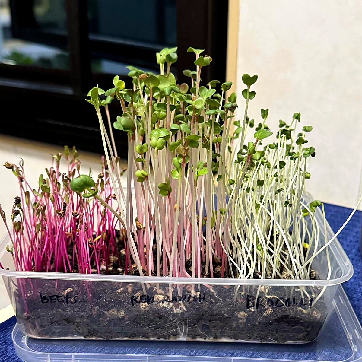 A tray of microgreens grown by GVSH learners